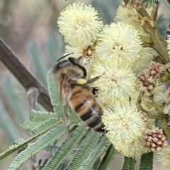 Apis mellifera (European honey bee) at Deakin, ACT - 26 Nov 2023 by JamonSmallgoods