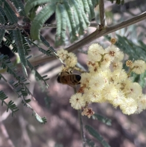 Apis mellifera at Red Hill NR (RED) - 26 Nov 2023