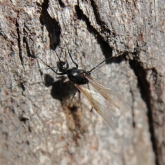 Formicidae (family) (Unidentified ant) at Higgins Woodland - 26 Nov 2023 by MichaelWenke