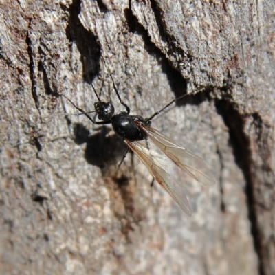 Formicidae (family) (Unidentified ant) at Higgins Woodland - 26 Nov 2023 by MichaelWenke