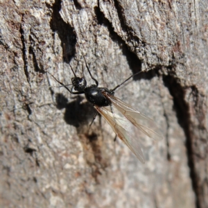 Formicidae (family) at Higgins Woodland - 26 Nov 2023