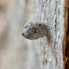 Eucalyptus insect gall at Aranda, ACT - 25 Nov 2023 by KMcCue