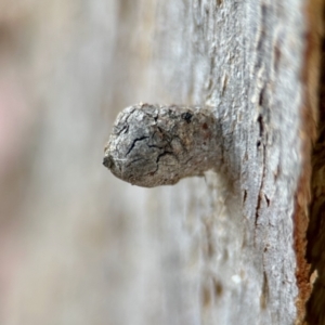 Eucalyptus insect gall at Aranda, ACT - 25 Nov 2023