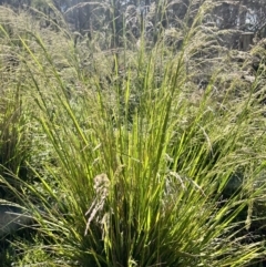 Poa helmsii (Broad-leaved Snow Grass) at Tallaganda State Forest - 25 Nov 2023 by courtneyb