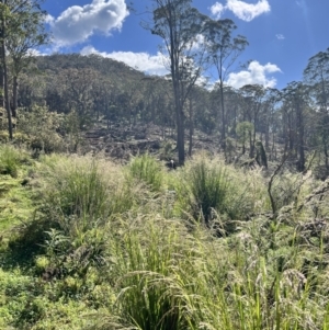 Poa helmsii at Tallaganda State Forest - 26 Nov 2023 09:10 AM