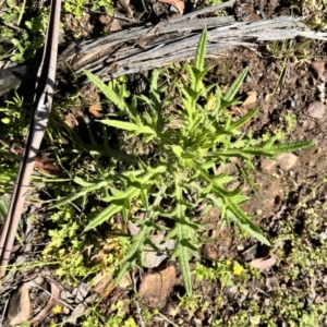 Cirsium vulgare at Tallaganda State Forest - 26 Nov 2023