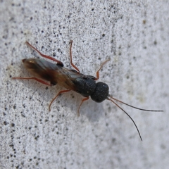 Megalyra sp. (genus) (Long-tailed wasp) at Higgins Woodland - 25 Nov 2023 by Trevor