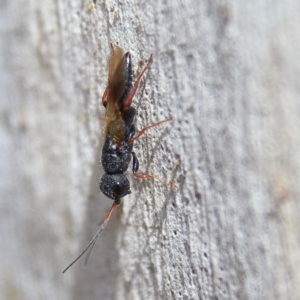 Megalyra sp. (genus) at Higgins Woodland - 26 Nov 2023