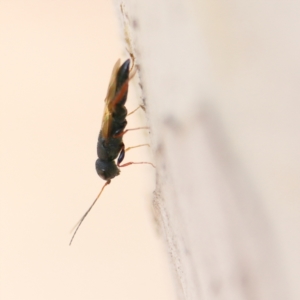 Megalyra sp. (genus) at Higgins Woodland - 26 Nov 2023