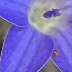 Hemiptera (order) (Unidentified True Bug) at Red Hill NR (RED) - 26 Nov 2023 by JamonSmallgoods