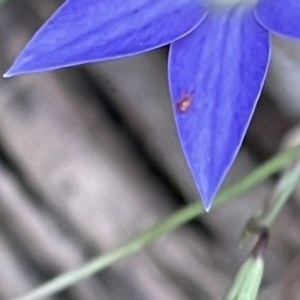 Hemiptera (order) at Red Hill NR (RED) - 26 Nov 2023 12:54 PM