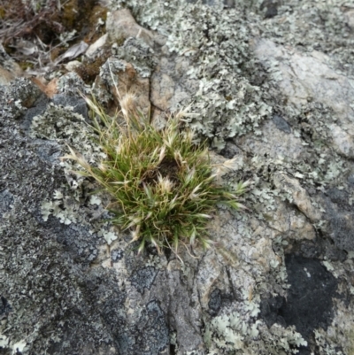 Rytidosperma (genus) (Wallaby Grass) at Boro - 23 Nov 2023 by Paul4K