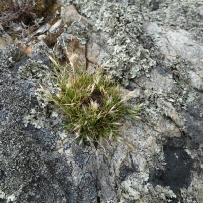 Rytidosperma sp. (Wallaby Grass) at QPRC LGA - 23 Nov 2023 by Paul4K