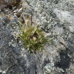 Rytidosperma sp. (Wallaby Grass) at Boro - 23 Nov 2023 by Paul4K