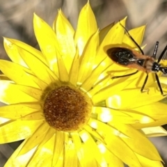 Gminatus australis (Orange assassin bug) at Deakin, ACT - 26 Nov 2023 by JamonSmallgoods
