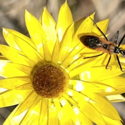 Gminatus australis (Orange assassin bug) at Red Hill Nature Reserve - 26 Nov 2023 by JamonSmallgoods