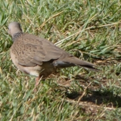 Spilopelia chinensis (Spotted Dove) at Jerrabomberra, ACT - 25 Nov 2023 by Paul4K