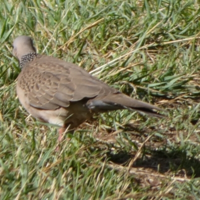 Spilopelia chinensis (Spotted Dove) at Jerrabomberra, ACT - 26 Nov 2023 by Paul4K