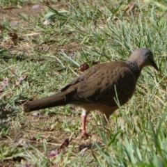 Spilopelia chinensis at Jerrabomberra, ACT - 26 Nov 2023