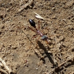 Myrmecia nigriceps (Black-headed bull ant) at Central Molonglo - 26 Nov 2023 by Paul4K