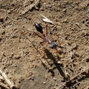 Myrmecia nigriceps at Central Molonglo - 26 Nov 2023