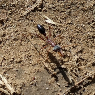 Myrmecia nigriceps (Black-headed bull ant) at Oaks Estate, ACT - 25 Nov 2023 by Paul4K