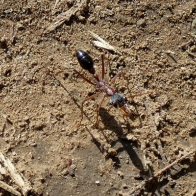 Myrmecia nigriceps (Black-headed bull ant) at Central Molonglo - 25 Nov 2023 by Paul4K
