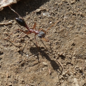 Myrmecia nigriceps at Central Molonglo - 26 Nov 2023