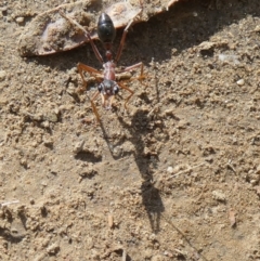 Myrmecia nigriceps at Central Molonglo - 26 Nov 2023