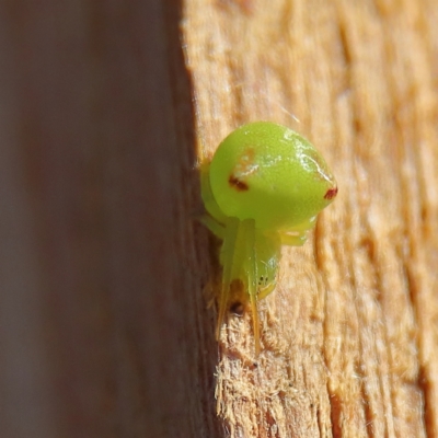 Araneus circulissparsus (species group) (Speckled Orb-weaver) at Higgins Woodland - 25 Nov 2023 by Trevor