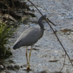 Egretta novaehollandiae (White-faced Heron) at Queanbeyan River - 25 Nov 2023 by Paul4K