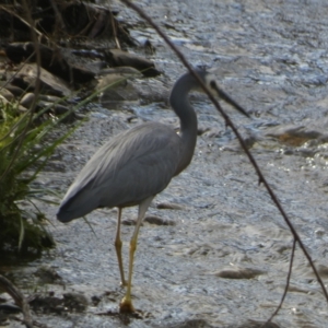 Egretta novaehollandiae at QPRC LGA - 26 Nov 2023 07:19 AM