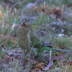 Psephotus haematonotus (Red-rumped Parrot) at Higgins Woodland - 26 Nov 2023 by MichaelWenke