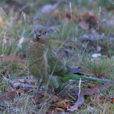 Psephotus haematonotus (Red-rumped Parrot) at Higgins Woodland - 25 Nov 2023 by Trevor