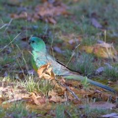 Psephotus haematonotus at Higgins Woodland - 26 Nov 2023 09:29 AM