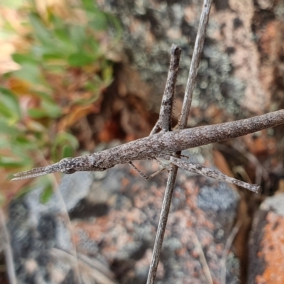 Keyacris scurra (Key's Matchstick Grasshopper) at Yass River, NSW - 26 Nov 2023 by SenexRugosus