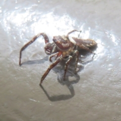 Sandalodes bipenicillatus (Double-brush jumper) at ANBG - 23 Nov 2023 by Christine