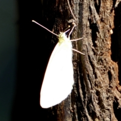 Pieris rapae (Cabbage White) at Central Molonglo - 26 Nov 2023 by Paul4K