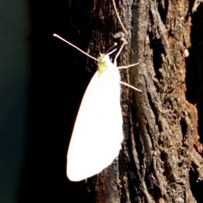 Pieris rapae (Cabbage White) at Central Molonglo - 26 Nov 2023 by Paul4K