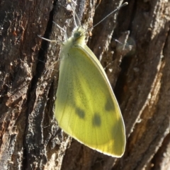 Pieris rapae at Central Molonglo - 26 Nov 2023