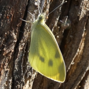 Pieris rapae at Central Molonglo - 26 Nov 2023