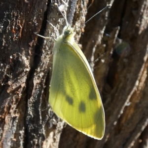 Pieris rapae at Central Molonglo - 26 Nov 2023