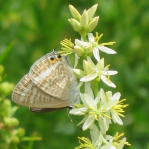 Lampides boeticus at ANBG - 23 Nov 2023