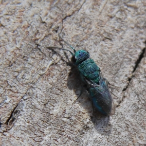 Chrysididae (family) at Higgins Woodland - 26 Nov 2023