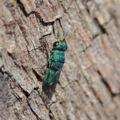 Chrysididae (family) at Higgins Woodland - 26 Nov 2023