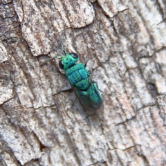 Chrysididae (family) at Higgins Woodland - 26 Nov 2023