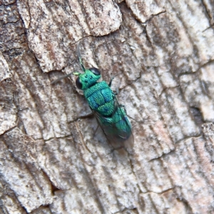 Chrysididae (family) at Higgins Woodland - 26 Nov 2023