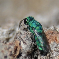 Chrysididae (family) at Higgins Woodland - 26 Nov 2023 09:09 AM