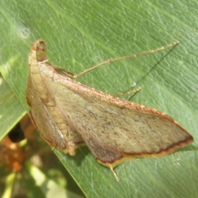Endotricha ignealis (A Pyralid moth (Endotrichinae)) at Namadgi National Park - 20 Nov 2023 by Christine