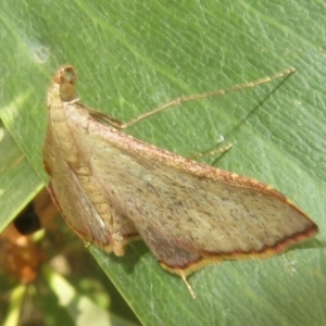 Endotricha ignealis at Namadgi National Park - 20 Nov 2023